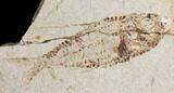 Two Cretaceous Fish (Primigatus) With Fossil Shrimp - Lebanon #147233-1